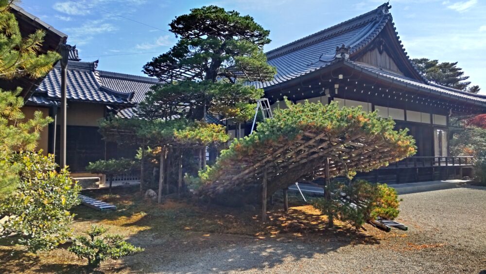 Rikushu no Matsu in Kinkakuji Temple