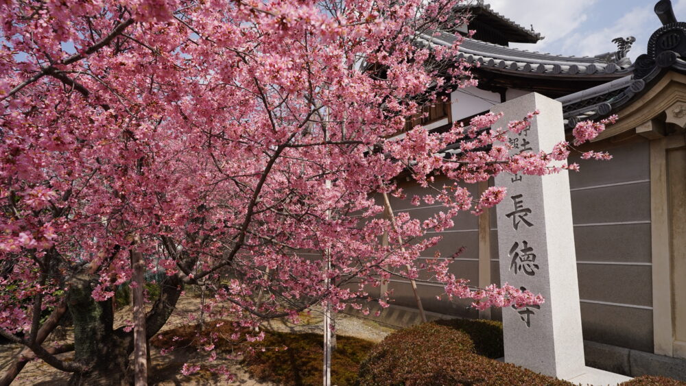 Early blooming cherry blossom “Sakura” : You must visit gardens in Kyoto