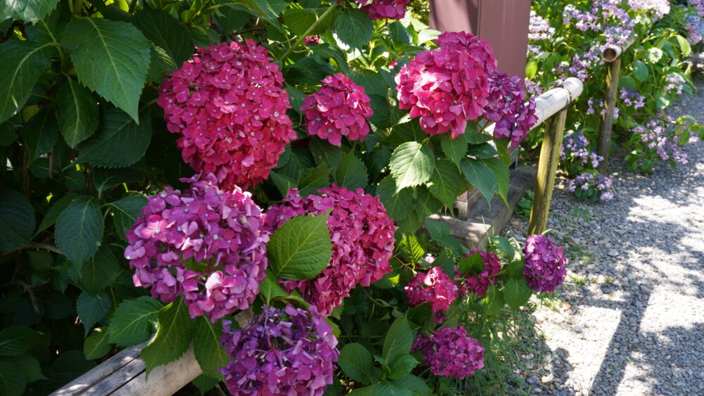Hydrangeas in Umenomiya shrine
