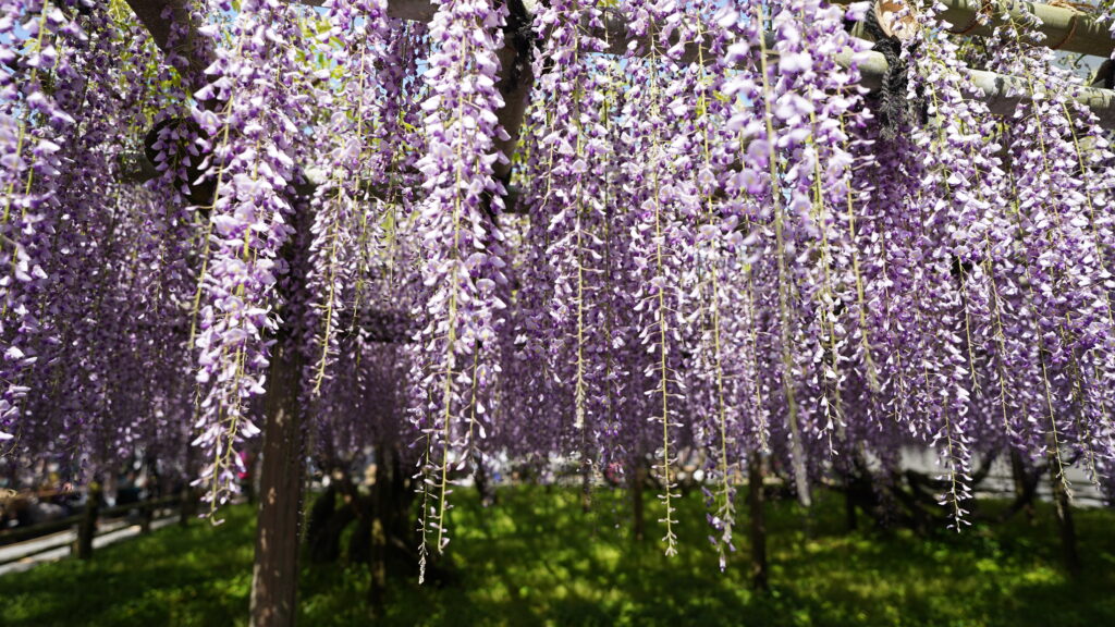 Wisterias in Byodoin Temple