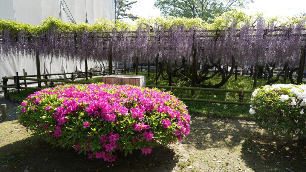 Hirado azaleas in Byodoin Temple