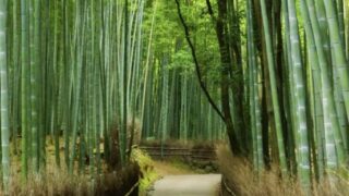 Arashiyama Bamboo Forest & Arashiyama Yusai-Tei Gallery Half-day Private & Guided Tour