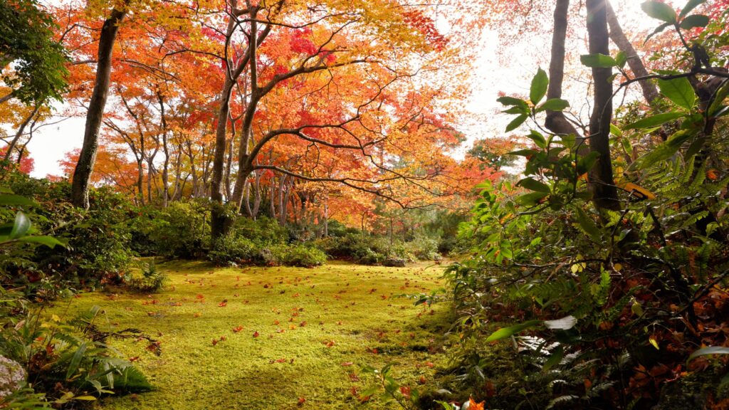 Okochi Sanso Garden in Autumn season