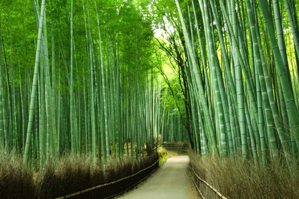 Arashiyama Bamboo Forest