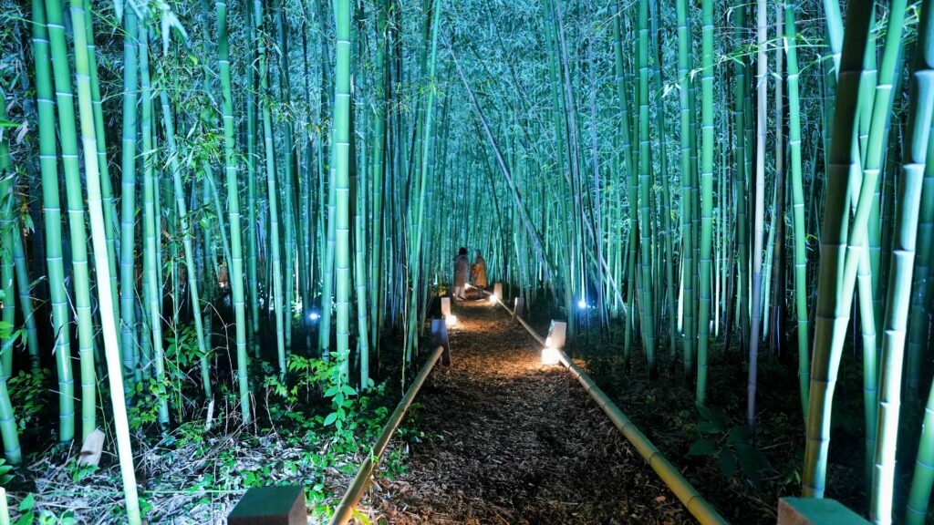 Bamboo grove Illumination in Rokuouin Temple