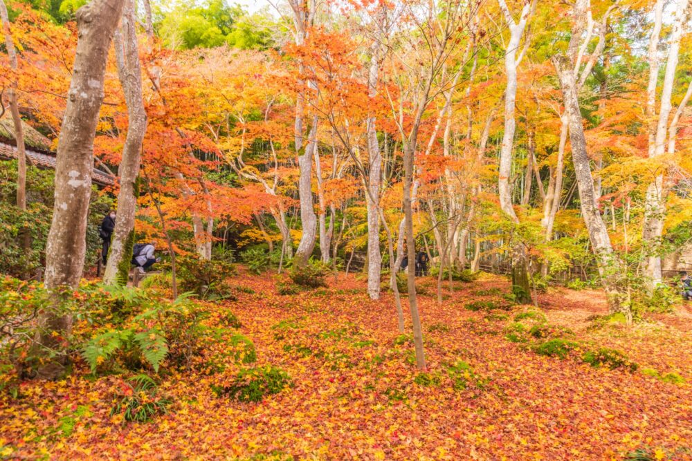 Autumn Leaves in Gio-ji Temple