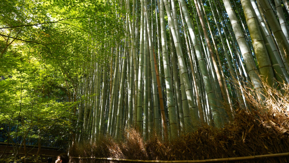 Bamboo Grove in Gioji Temple